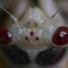 Biblical swarm invades multiple US states for the first time in 17 years... see if your hometown is at risk