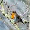 Lichtverschmutzung: Vögel singen wegen künstlicher Beleuchtung länger