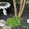 Homeowner horrified after narrowly missing 5-foot rattlesnake hiding in plain sight - can you find it in 20s or less?