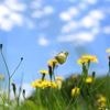 Mähfreier Mai: Wie die Auszeit für den Rasenmäher der Artenvielfalt nützt