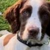Dog who helped police Queen's funeral dies after car crash
