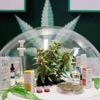Santé : deux agences sanitaires signalent une hausse des intoxications par des produits au CBD