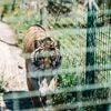 Deense dierentuin vraagt mensen hun kleine huisdieren te doneren als voedsel voor roofdieren