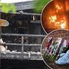 Mother and three children killed in house fire are named as schoolgirl, 13, remains fighting for her life: Man arrested over blaze is detained under mental health act