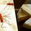 2 doden in Frankrijk door listeria: hoe gevaarlijk is die bacterie? “Het duurt tot 8 weken voordat je symptomen krijgt”