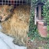Kat Koekie overleeft dagenlang na val in waterput van 20 meter diep: “Ons hart brak in duizend stukjes”