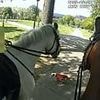 Moment police patrol horses are attacked by out-of-control dog in park