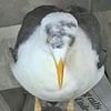 Seagull has swastika daubed on its head by sick jailbird at prison that was home to the Krays, Peter Sutcliffe and Gary Glitter