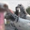Conflit entre l’Inde et le Pakistan : la guerre des pigeons voyageurs