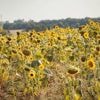 Canicule : la vigilance orange maintenue ce lundi dans sept départements du sud de la France