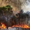 Brandstiftung vermutet: Hunderte Menschen fliehen vor Waldbränden in Spanien