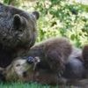 Boki the bear re-joins friends after brain surgery