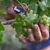 Vivre près des vignes surexpose aux pesticides, mais les risques sanitaires demeurent incertains
