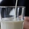 Alimentation : un laboratoire produit du lait de vache… sans vache