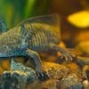 Scientists search for DNA of an endangered salamander in Mexico City’s canals