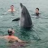 Do male dolphins like Reggie really find women in wetsuits sexually attractive? After two incidents off Lyme Regis this week, marine experts answer the mind-boggling question