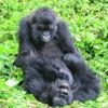 Gorillas seek out old female friends even after years apart