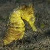 Quiz. Êtes-vous incollable sur les animaux marins ?