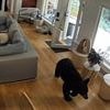 Incredible moment bear walks into home and receives unwelcome fright