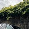 Man claims he has spent £1MILLION removing Japanese Knotweed jungles from his properties after invasive plant explodes through walls and engulfs land