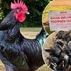 Fowl Play! Thousands of rare breed chickens are being slaughtered as Defra jobsworths panic irrationally over bird flu - with dire consequences for Britain's food security, writes GUY ADAMS