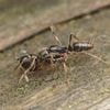 Warning as venomous insect imported from China invades 19 US states... is your hometown at risk?