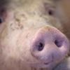 Übertragung auch per Wurstbroten: Erstmals Afrikanische Schweinepest in NRW nachgewiesen