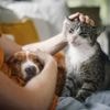 « Avant, on n’avait aucune relation avec eux » : comment les animaux sont-ils entrés dans nos vies ?