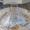 Chikungunya à la Réunion : l’épidémie se calme mais pourrait se transmettre en métropole