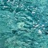 La mer Méditerranée souffre aussi de la canicule, la biodiversité en danger