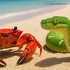 "Rust wird Pythons Performance-Copilot"