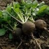En août, c’est le moment de semer des radis noirs au potager : voici comment faire
