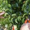Qu’est-ce que la « taille en vert », à faire cet été au verger pour une belle production de fruits ?