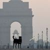 En Inde, les chiens errants de Delhi seront désormais placés dans des refuges, ordonne la Cour suprême