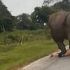 Moment tourist is chased and trampled by charging elephant 'after trying to take a selfie'