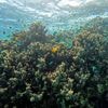 Australisch Great Barrier Reef verliest in rap tempo levend koraal