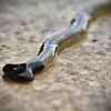 Flesh-eating 'demonic' worms that could irritate human skin invade major US city