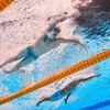 WM in Singapur: Wellbrock und Schwarz schwimmen um WM-Medaillen