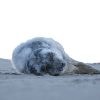 In het spoor van zieke zeehond Pluk