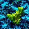 High Seas Treaty gains momentum as 18 new countries pledge support