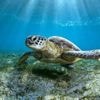 Quiz. Êtes-vous incollable sur les tortues ?
