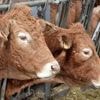 Haro sur une ferme bovine « géante » en Haute-Vienne