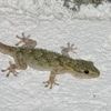Jusqu’à 30 individus observés au même endroit, ce reptile d’Afrique du Nord s’installe en Anjou