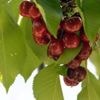 Que faire contre les oiseaux qui mangent les cerises de nos jardins ? Voici des astuces