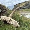 Mysterious 'unicorn' skull unearthed near King Arthur's castle
