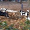 Platzkampf in Berliner Innenstadt-Parks: Hundefreunde fordern temporäre Gassi-Wiesen - Behörden reagieren