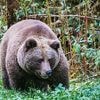 Trotz Umzug in den Schwarzwald: Kein Happy End für Problembärin Gaia