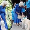 A Queen's best friend! Animal lover Camilla is a hit with the residents at Battersea Dogs' and Cats' Home