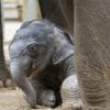 Olifantenkalfje geboren in Pairi Daiza (en de foto's zijn superschattig)