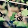 Chasse, parade amoureuse… Que se passe-t-il dans la tête d’une araignée ?